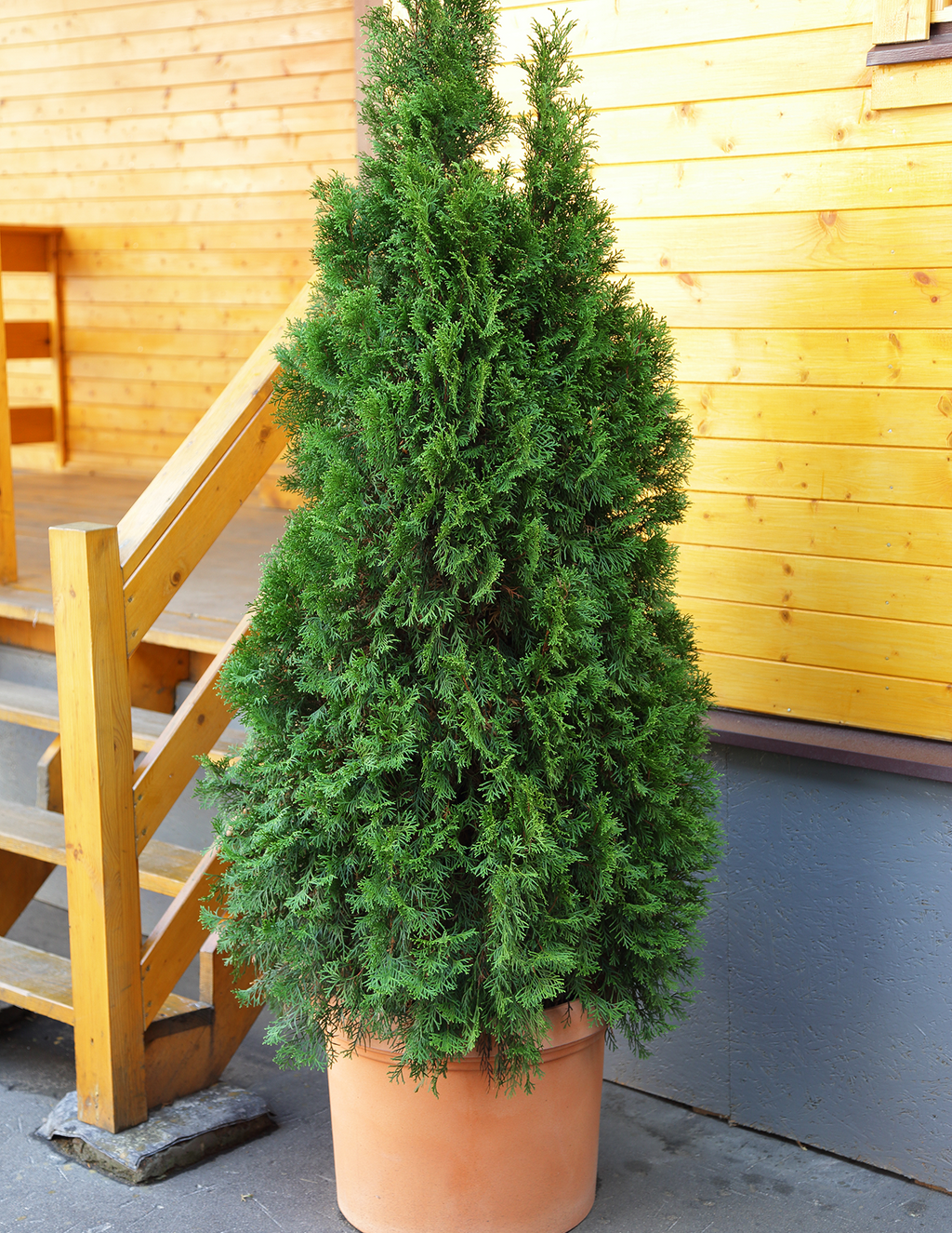 American Pillar Thuja