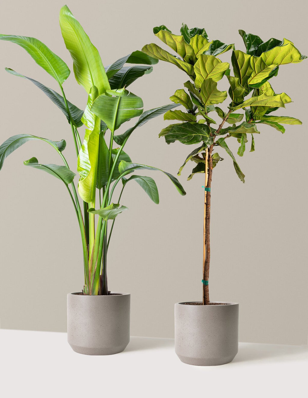 Top-Seller Duo