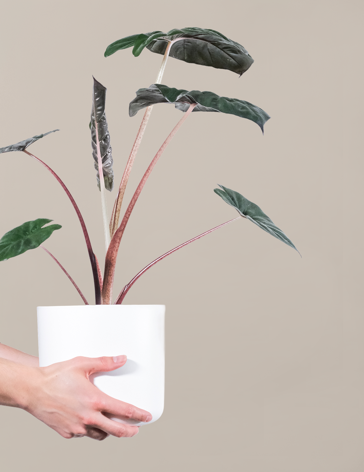 Alocasia Pink Princess