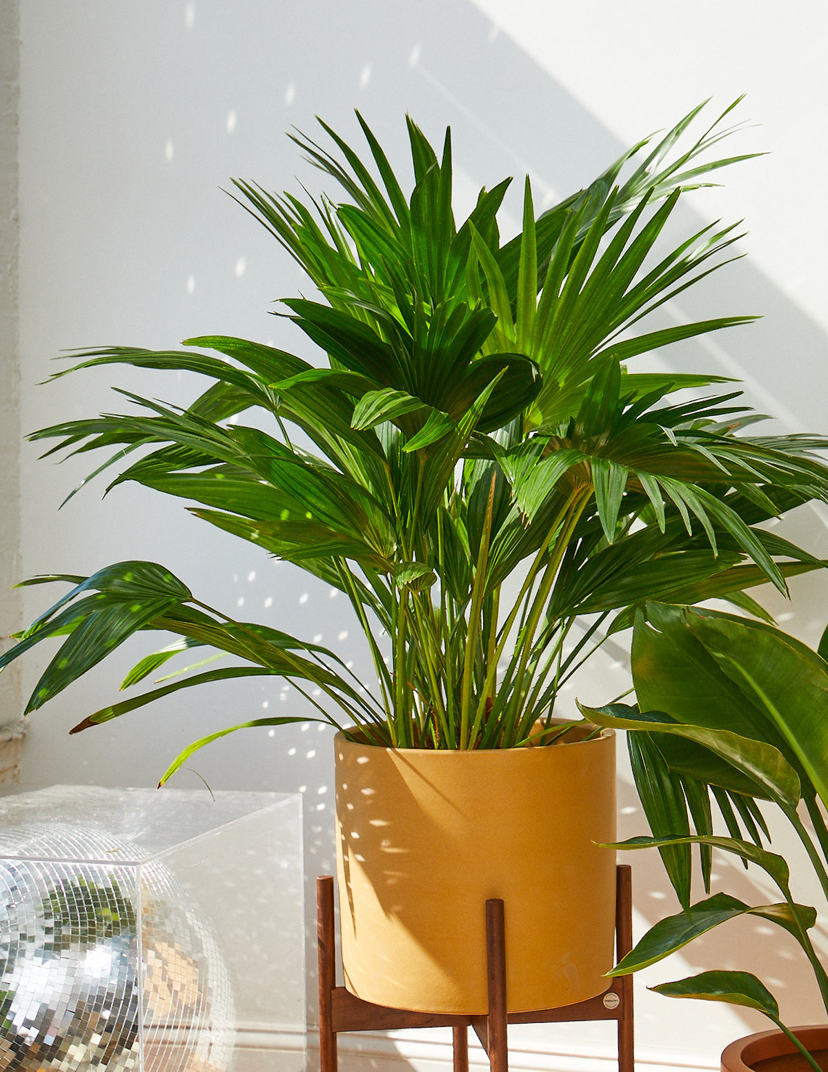 Fan Palm