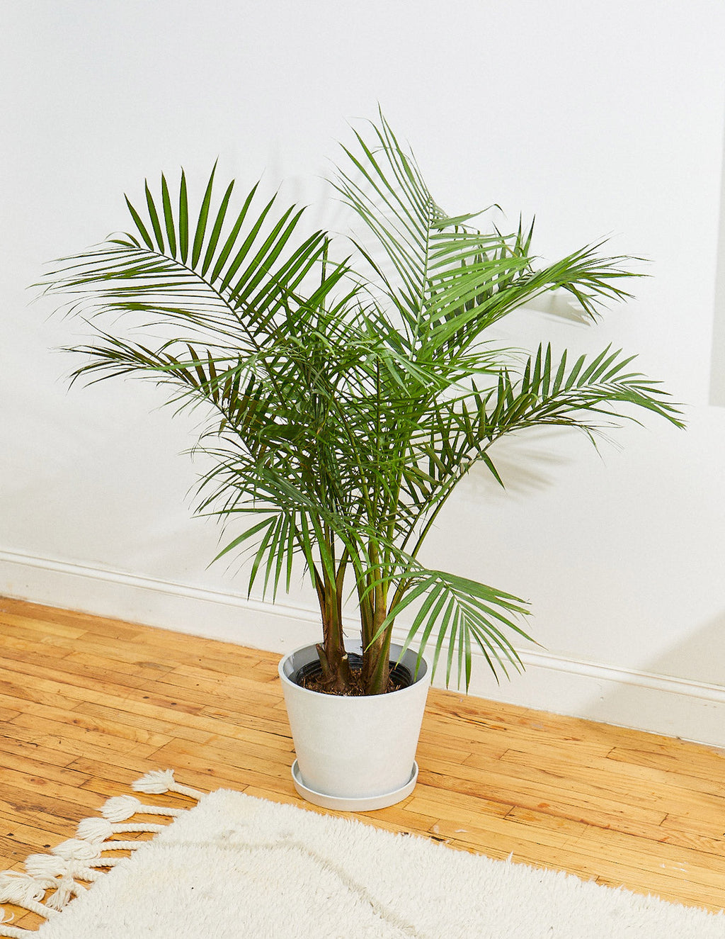 New Digs Pet Friendly Plant Trio