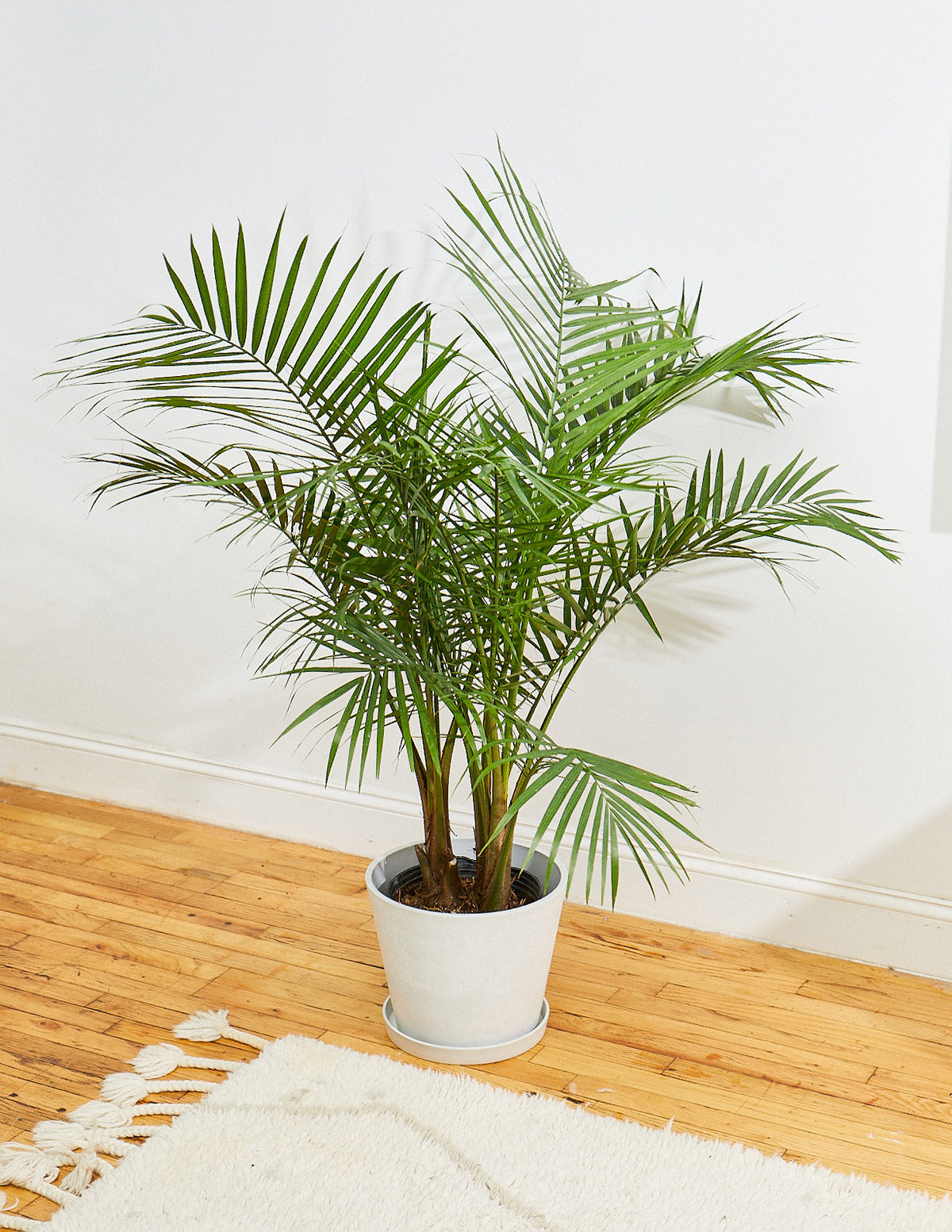 New Digs Pet Friendly Plant Trio