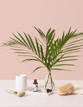 Large Cat Palm