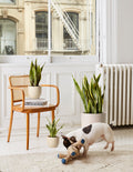 Snake Plant Laurentii